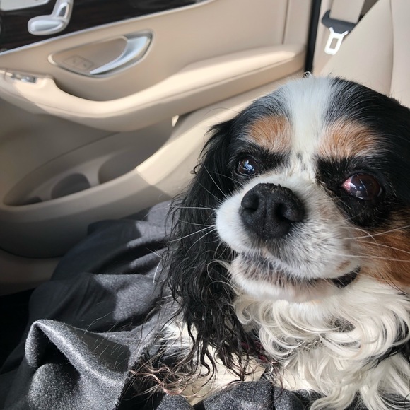 Meet your Posher, Angee - Picture 1 of 1